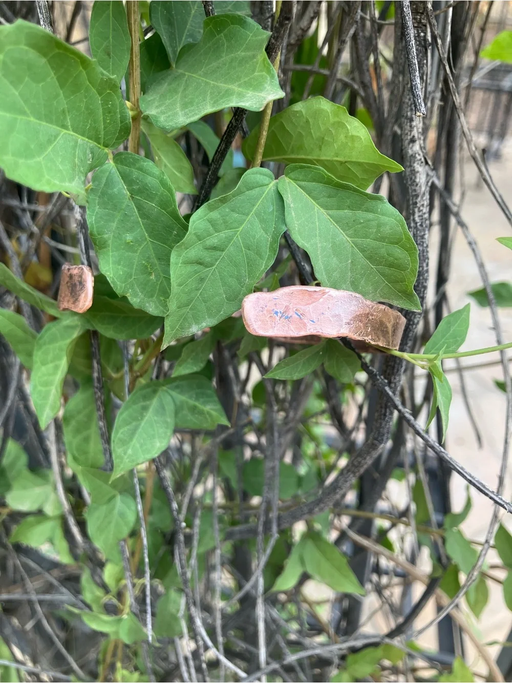Forged by Fire Hammered Copper Cuff Bracelet